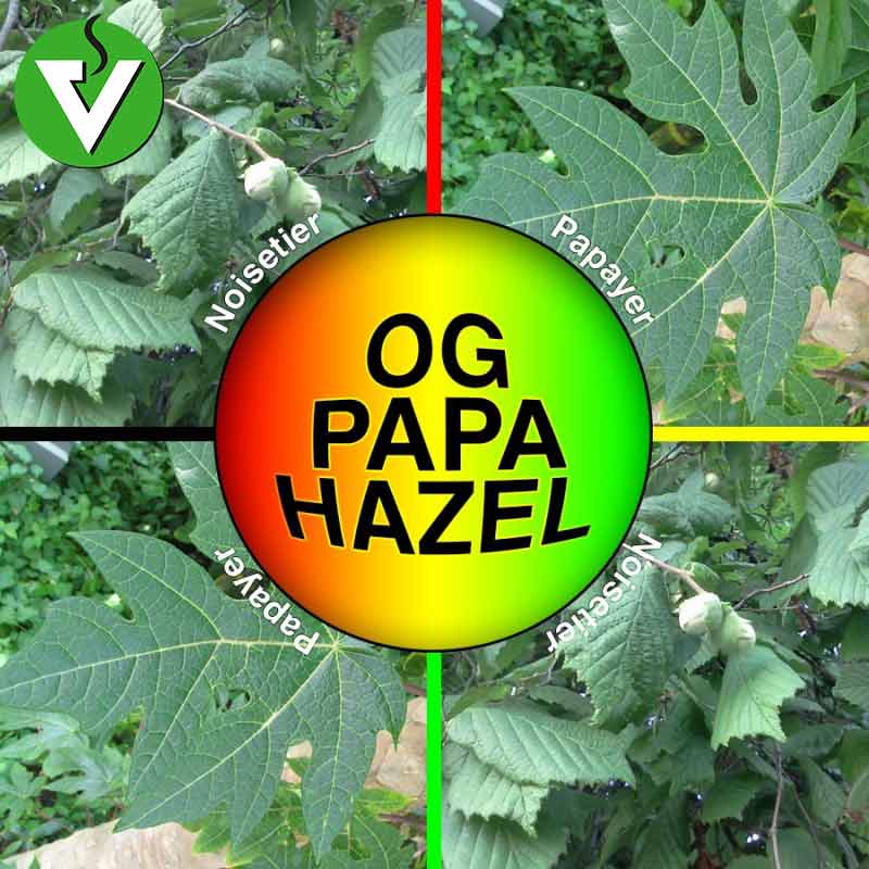 og papa hazel noisetier papayer 30g herbes séchés à vaporiser et infuser smoke alternative France VapeurShop