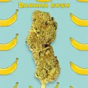 Banana Kush CBD indoor Gold Line