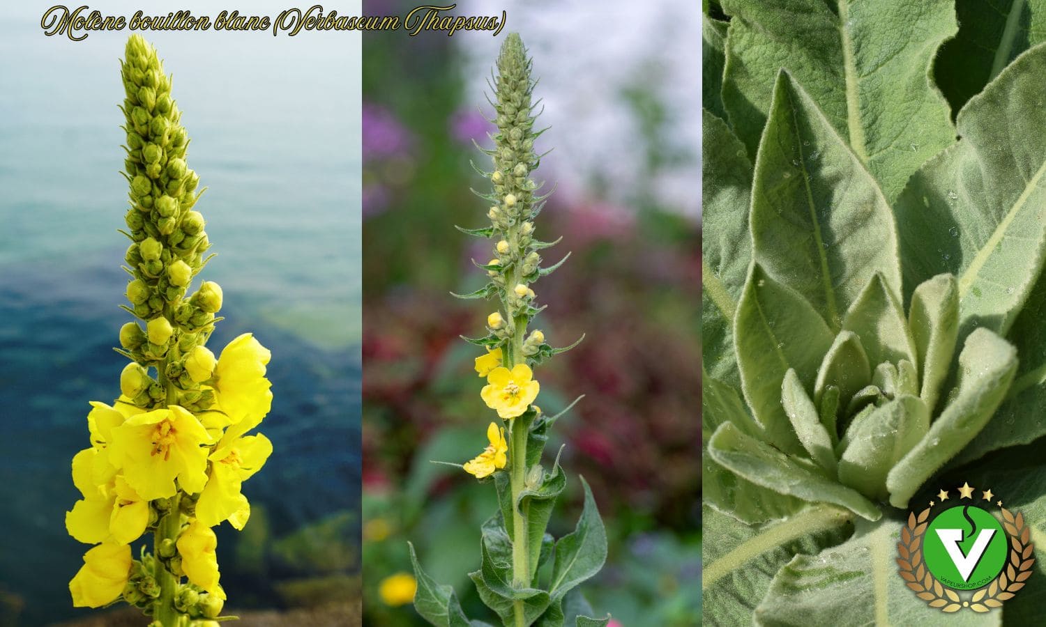 Molène Bouillon Blanc 30g (Verbascum Thapsus)